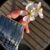 veli_343