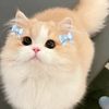 _hellocat1