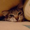 mycats.fingers.lilly