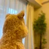 jsnquokka