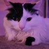 jettceleste90