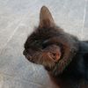 catto_orgattto801