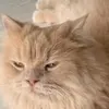 simba_on_tiktok