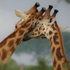 MEM💗☁️🦒