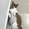 cattoo_1.1