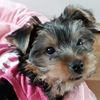 fannyyorkshireterrier