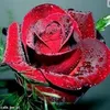 joannacichon0