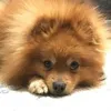 richthepom