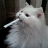 ya_yan00000