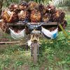 purdianadi0