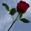 aboahmed5212