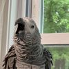 Symon African Grey Parrot