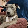 the_dawg_father3