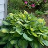 sunflowerlady751