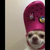 crocdog