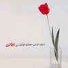 fofoharbi8