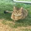 rh_nala2021