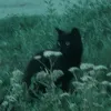 fluxlimule