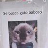 ungatobaboso25