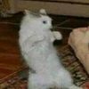 yoyi_437