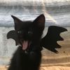www.daenerys.com
