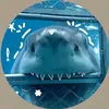 shyshark_2k13