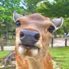 鹿達の日常　【nara deer channel】