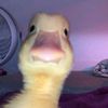 gooseeuu