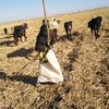 ابو البشير ود المليح النفيدي