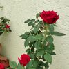 ali.lashari160