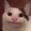 kyciklu