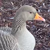 mynameduck361