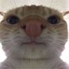 aipann_