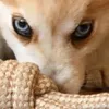 kay_the_pomsky