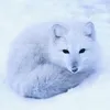 frostyflake66