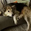 bobjenkinslovesdogs75