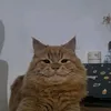 ponix_2004