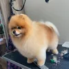 betti1000