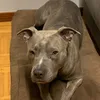 kinguregnia