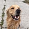 teddygoldendog