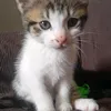 carmenrosapereira_