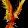 fiphoenix