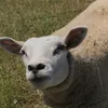 pousercghqs