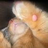 aprilcat33493