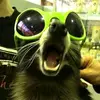 raccoonsnest1