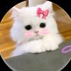 kittycattt955