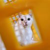 mycatyaya