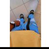 abdirizack747