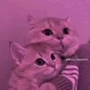 priscaaime338