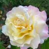 deutscheblume3